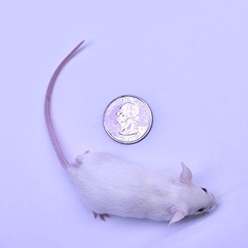 MiceDirect EST. 2003 Frozen Mice Combo Pack of 100 Hoppers and 100 Weanling Feeders Snake Food for Juvenile Ball Python (1.5-2.5 in)(2000 Grams Min)(200 Count)