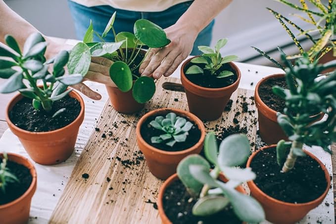 GARDENERA Black Mulch - Create a Striking and Eye-Catching Garden Design - 3 QUARTS