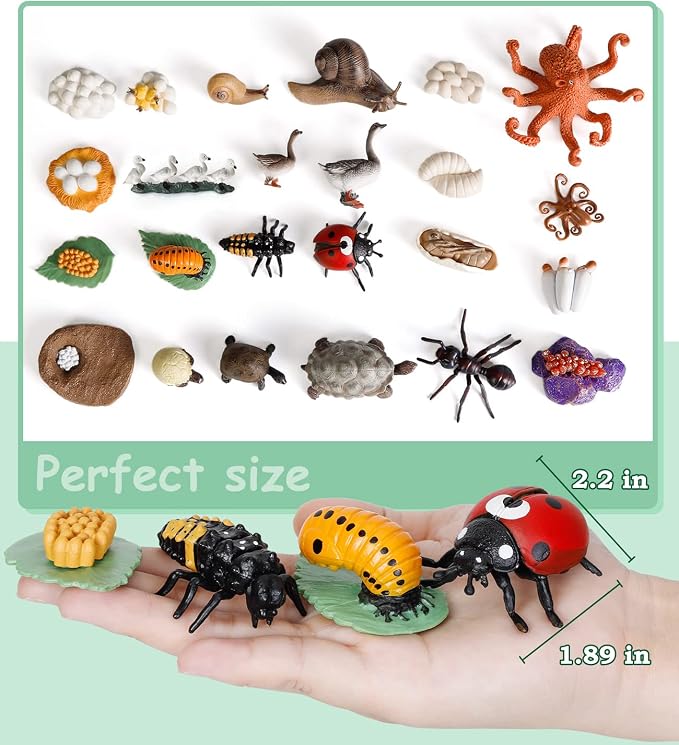 Life Cycle Toys for Kids - Life Science Education Kits: Ladybug, Ants, Goose, Land Turtle, Snail, Octopus - 24 Pieces Animal Models STEM Learning Toys for 3-10 Year Old