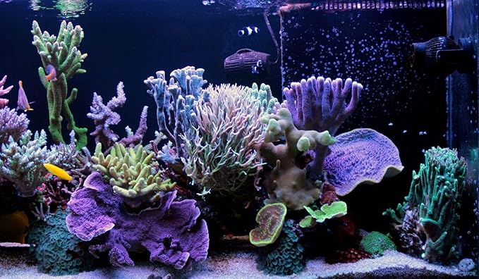 Aquatic Foods Inc. Small Fry Food Micro 500-800 Golden Pearls Baby Food for Newborn & Juvenile Freshwater Fish, Marines, Corals, Anemones, Baby Koi and Pond Fish…3.1oz Squeeze Bottle