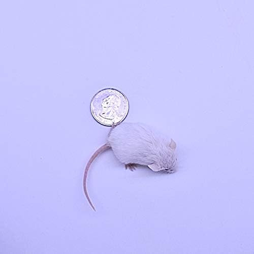 MiceDirect EST. 2003 50 Frozen Mice Combo Pack of 25 Hoppers and Weanling Feeders Snake Food for Mice for Juvenile Ball Python Adult Milk Corn Snakes (1.5-2.5 in)(500 Grams Min)