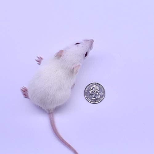 MiceDirect 20 Weanling Rats: Pack of Frozen Weanling Feeder Rats - Food for Corn Snakes, Ball Pythons, Lizards and Other Pet Reptiles - Freshest Snake Feed Supplies