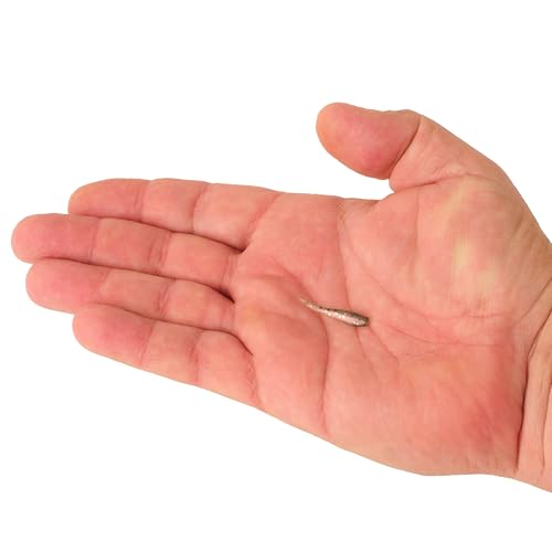 Berkley PowerBait® Minnow,Emerald Shiner,2" (18 Count) - color: Emerald Shiner, size: 2" (18 Count)