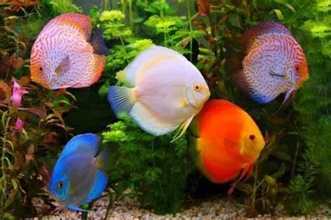 Aquatic Foods Inc. Red River Shrimp - Freeze-Dried 1/2" to 1&1/4" Red River Shrimp for Cichlids, Koi & Pond Fish, Aquatic Turtles, All Community Tropical Fish, Reptiles, Rodents…2.5oz Med Round Jar