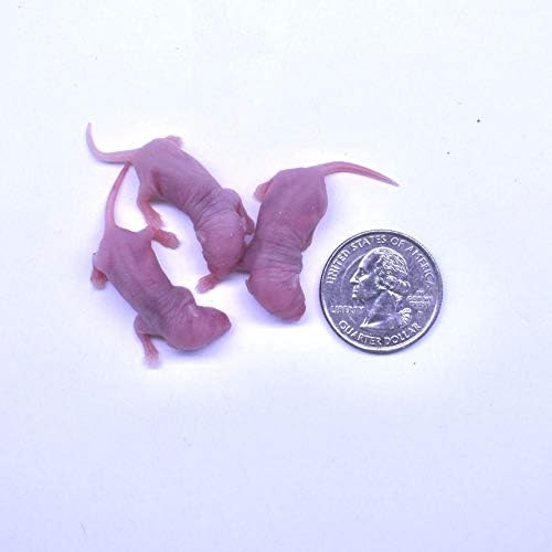 MiceDirect Frozen Mice Combo Pack of Small Pinkies & Pinkies Feeder Mice - Food for Corn Snakes, Ball Pythons, Lizards - 40 Ounce (Pack of 40)