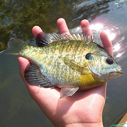 YZD Silverside Minnow Crappie Jig 12pcs - color: 05 3Color Mix