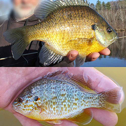 YZD Silverside Minnow Crappie Jig 12pcs - color: 05 3Color Mix