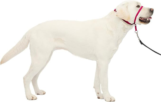 PetSafe Gentle Leader Headcollar No-Pull Dog Collar - Helps Improve Walks - Durable Nylon Construction - Padded Nose Loop - Adjustable Fit - Comfort Walking Halter - Large, Raspberry Pink