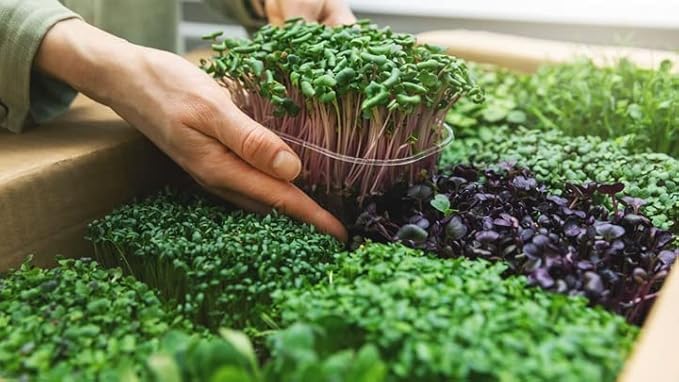 Organic Microgreens Premium Potting Mix by Gardenera - 10 Quart - Sustainably Sourced Ingredients for Eco-Friendly Gardening - (2 Bags of 5QT)