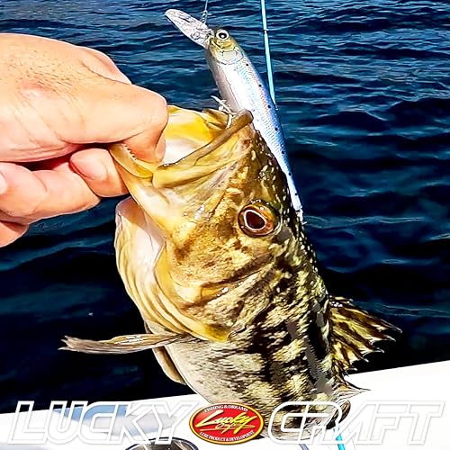 LUCKY CRAFT Pointer 100DD-S, Saltwater Surf Fishing Lures, Jerkbait, Halibut, Surf Perch, Calico Bass, White Seabass, Striped Bass, Sinking, Fishing Gear - color: 653 Super Glow OB Sexy Smelt