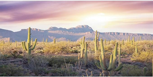 AWERT Reptile Habitat Background Blue Sky Oasis Mountain Cactus Sun and Desert Terrarium Background 60x24 inches