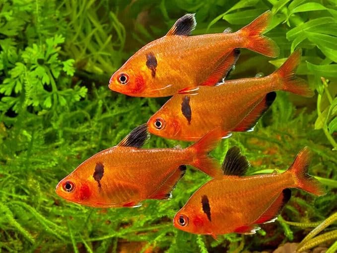 Aquatic Foods Inc. Guppy Micro Sinking Granules, Color Enhancing and Spirulina Mix for Guppies, Tetras, All Live Bearers, Baby Cichlids...WL 8oz Sm Jar