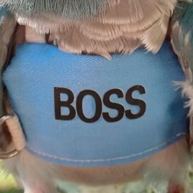 Bird Flight Harness Vest, Parrot Flight Suit with Leash, Bird Flying Clothes with Rope and Handle for Outdoor Activities (M)