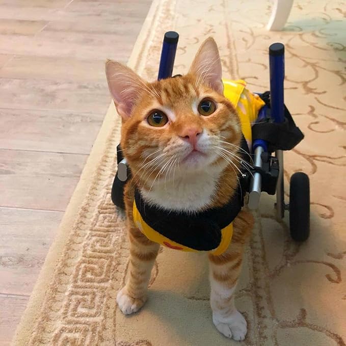 Walkin' Wheels Lightweight – for Small Cats 2 to 20 Pounds – Veterinarian Approved – Cat Wheelchair for Back Legs, for Cats 11-20 lbs, 7-8 inches Leg Height – Pink