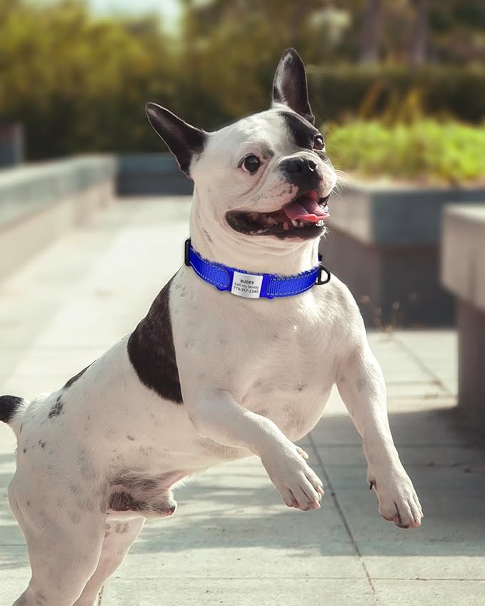 TagME Reflective Nylon Dog Collars, Adjustable Classic Pet Collar with Quick Release Buckle for Small Dogs, Royal Blue, 3/4" Width