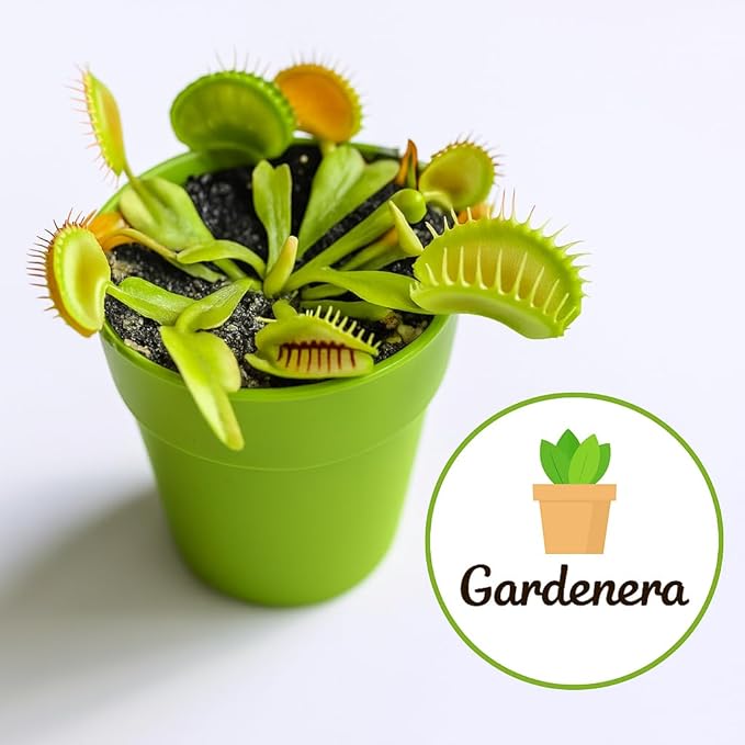 Gardenera Professional Carnivorous Plant Soil - Ready to Use for Venus Flytraps, Sundews, Pitcher Plants, Butterworts | Peat Moss, Coco Coir, Perlite - 1 Quart Bag