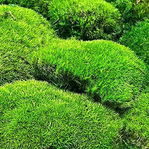 Preserved Pole Moss Pillow Bun Cushion Natural Green Decorative Real Natural Green DIY Kit Terrariums Gardenning Art Wall Decor Florist Decor Easter Table Decor Wedding(4.5 sq.ft., Green-B)
