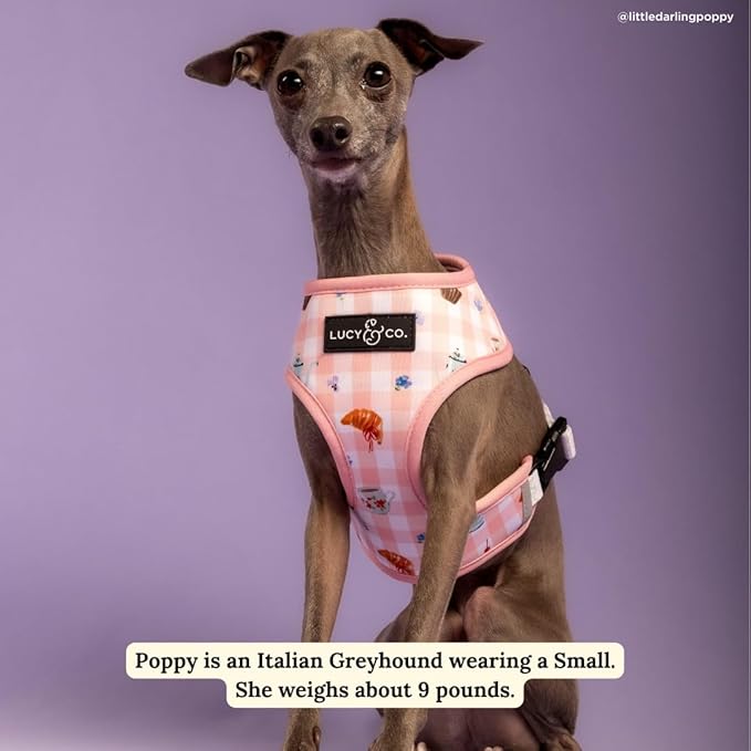 Lucy & Co. Sipping Slowly Reversible Dog Harness, Adjustable Comfort Fit with Dual Leash Attachments, Large
