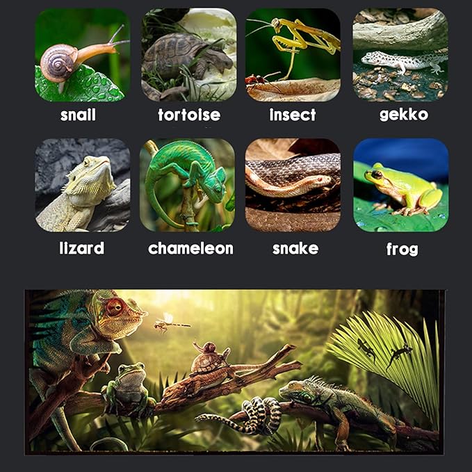 Reptile Terrarium - Amphibian Tank Starter Kit, Eco Rainforest Feeding Box, Amphibian Feeding Box, Suitable for breeding Lizards, Snakes, Chameleons,Jumping Spiders