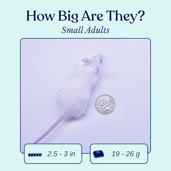 MiceDirect EST. 2003 75 Frozen Mice Small Adult Feeders Snake Food for Juvenile Red Tail Boas Ball Pythons Adult Sand Boas Milks Corn (2.5-3 in) (1425 Grams Min)