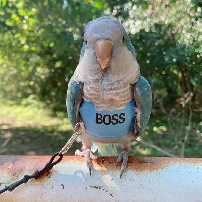 Bird Flight Harness Vest, Parrot Flight Suit with Leash, Bird Flying Clothes with Rope and Handle for Outdoor Activities (L)