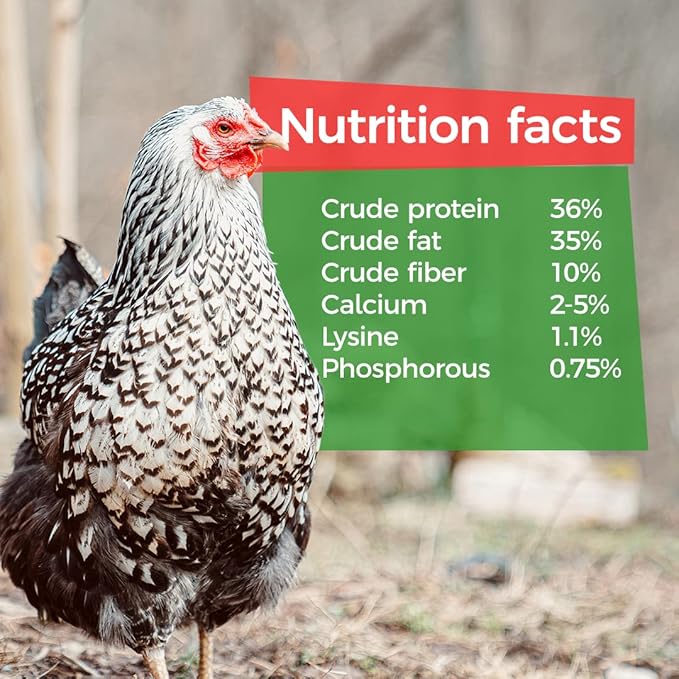 GrubTerra Golden Dried Black Soldier Fly Larvae - Premium Supplement to Increase Egg Production for Hen Treats, Bird Feed, Chicken Feeder, Pet Bird Food, and Wildbird Feed, Never from China! (10lb)