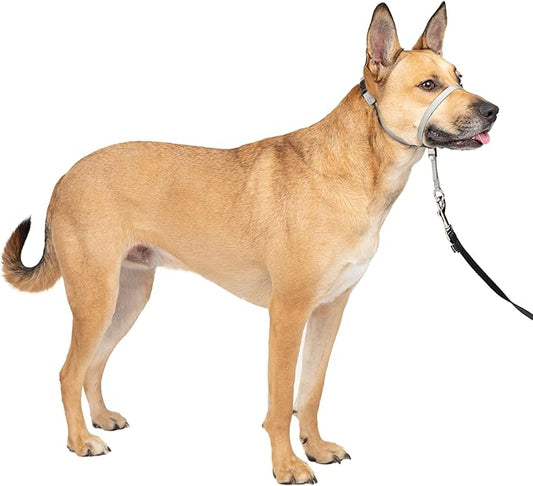 PetSafe Gentle Leader Headcollar No-Pull Dog Collar - Helps Improve Walks - Durable Nylon Construction - Padded Nose Loop - Adjustable Fit - Comfort Walking Halter - Medium, Silver