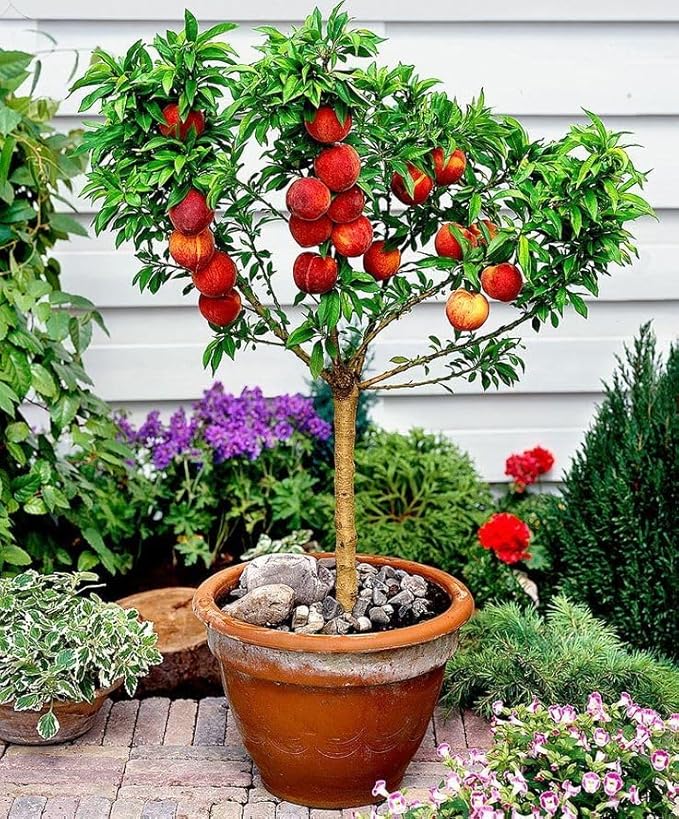 Gardenera Premium Peach Potting Soil Mix - Optimal Nutrient-Rich Blend for Thriving and Juicy Peaches - 1 Quart