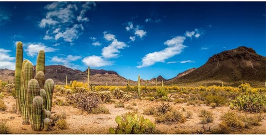 AWERT 48x24 inches Reptile Habitat Background Blue Sky Oasis Cactus Desert Terrarium Background Vinyl