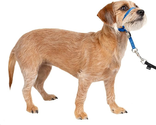 PetSafe Gentle Leader Headcollar No-Pull Dog Collar - Helps Improve Walks - Durable Nylon Construction - Padded Nose Loop - Adjustable Fit - Comfort Walking Halter - Small, Royal Blue