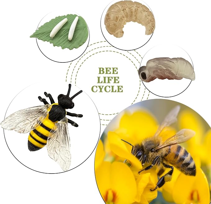 Mbrain 4pcs Bee Growth Cycle with Flash Cards,Life Cycle Learning & Education Toys,Montessori Toys,Gift for Girl & Boy for 3 4 5 6 7 Year Old (Bee)