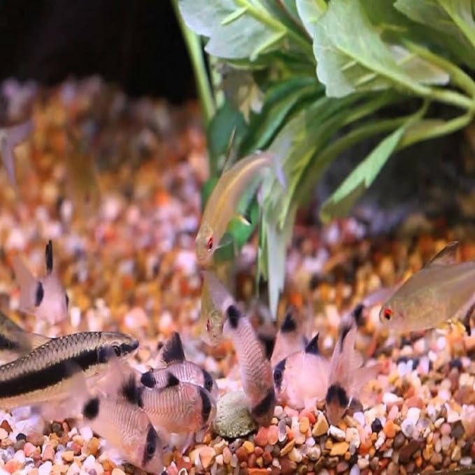 Aquatic Foods Inc. 12mm 1/2" Sinking Wafers of Algae & Spirulina Ideal for Plecos, Bottom Fish, Catfish, Shrimp, Snails, Crayfish, All Herbivorous & Omnivorous Tropical Fish...AFI Wafers..2-lbs