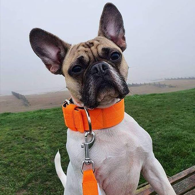 Heavy Duty Tactical Dog Collar - 1.5" Width Military Durable Thick Nylon with Adjustable Metal D Ring & Buckle Working Training K9 Collar for Medium Large Dogs (S(14"-17"), Orange)