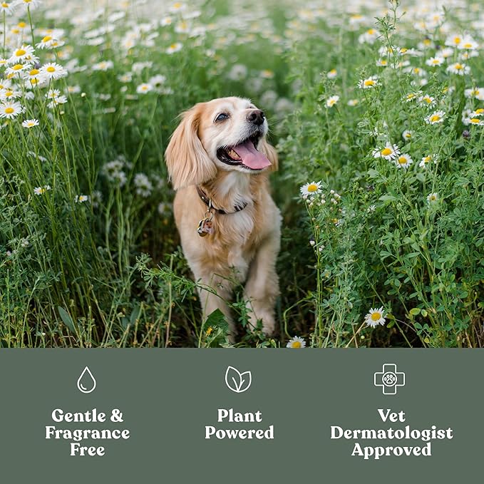 Dandylion Soft Paws | Paw Lotion with Brush | Dog Paw Balm Hydrating Alternative | Vet-Approved, Lick-Safe & Fragrance-Free | pH-Balanced for Itchy, Dry, Cracked Paws, Small & Large Dogs 0.6 fl oz