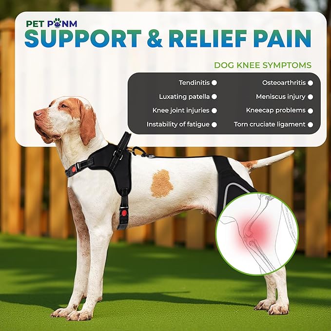 Petpanm- Adjustable Dog Knee Brace- Right Hind Leg with Integreted Harness- Premium Support for Torn ACL, Sprains & Strains Recovery, Enhances Mobility, Comfortable Neoprene.(Large)