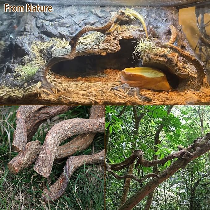 Reptile Decor Natural Forest Branch Terrarium Habitat Decoration Lizard Climbing Tree Branch for Bearded Dragon Gecko Snake Frog Chameleon Spider 8PCS