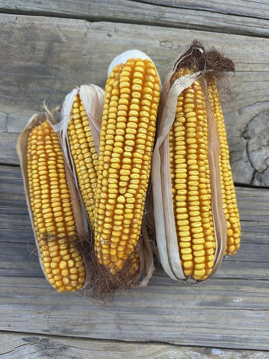Dried Corn on The Cob, 11 Pounds, Wildlife Squirrel Food, Natural Whole Cobs