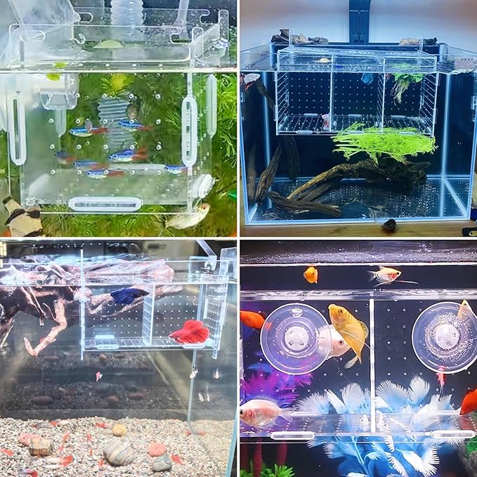 PINVNBY Acrylic Fish Breeding Box,Transparent Fish Isolation Box Acrylic Hatchery Incubator Tank with Suction Cups for Baby Fishes Shrimp Betta and Guppy（5.9" x 5.9" x 5.9"）