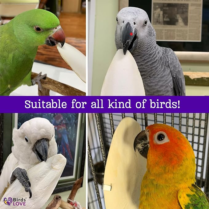 Birds LOVE Natural Cuttlebone for Birds & Reptiles – 100% Pure Sun-Dried Calcium Supplement – Supports Beak, Bone & Shell Strength – Safe Daily Use - 2 Pack with Holder, Size 5.5 to 6"