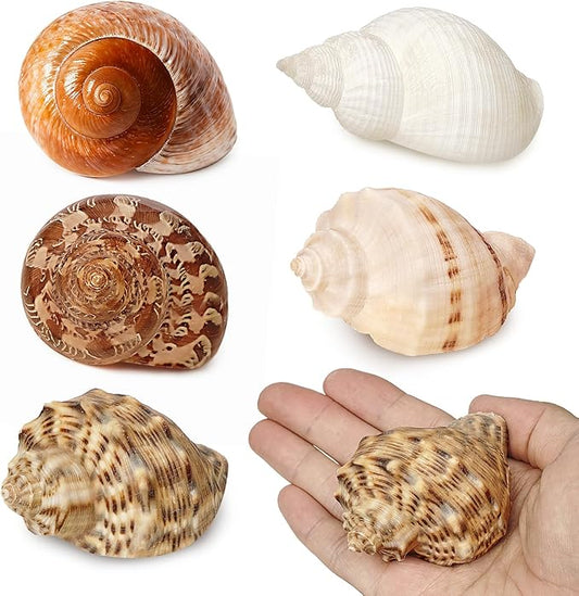 5Pcs Large Hermit Crab Shells Natural Sea Conch Size: 3"-3.5" Turbo Seashells for Hermit Crab Supplies Hermit Crab House for Décor No Paint or Dye