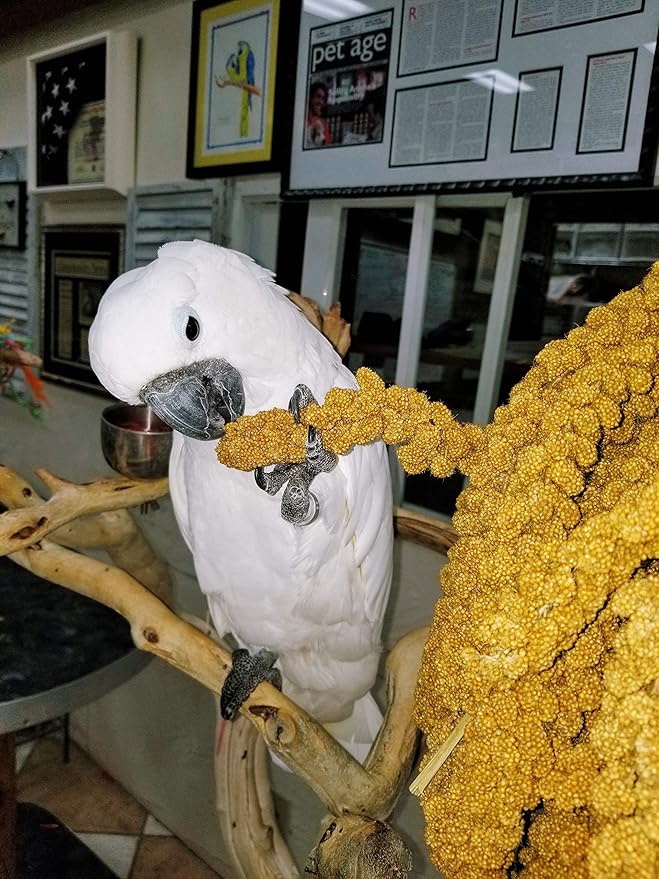Birds LOVE Spray Millet – 1 lb GMO-Free, No Stems (Edible Tops Only) – Healthy Treat for Cockatiels, Lovebirds, Parakeets, Finches & Canaries