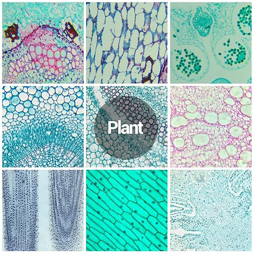 60 Microscope Slides with Specimens for Kids, Prepared Microscope Slides for Kids Microbiology, Prepared Microscope Slides for Adults | Prepared Microscope Glass Slides Kit for Kids 8-12, Biology Slides Set Gifts for Students Childs Lab School Education